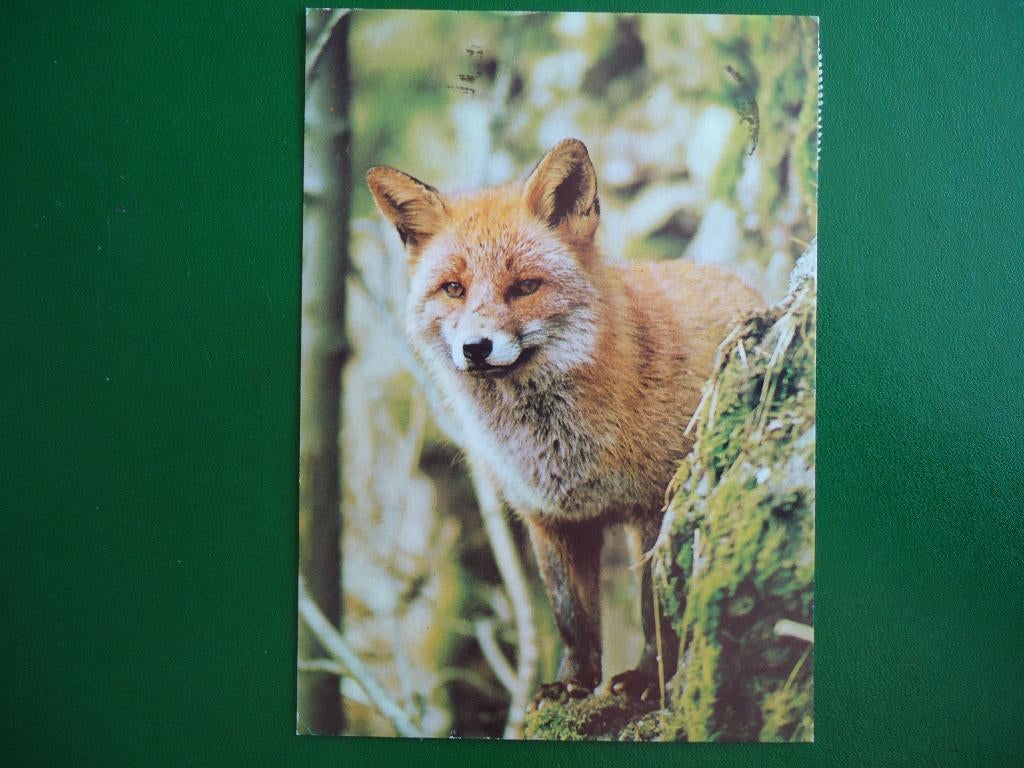 (805) Dierenkaart: VOS, Verzenden, 1980 tot heden, Gelopen, Wild dier