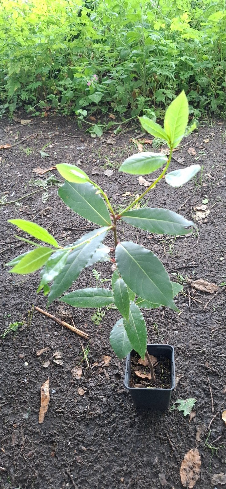Keuken Laurierplant - Jonge Laurus Nobilis in pot, Ophalen