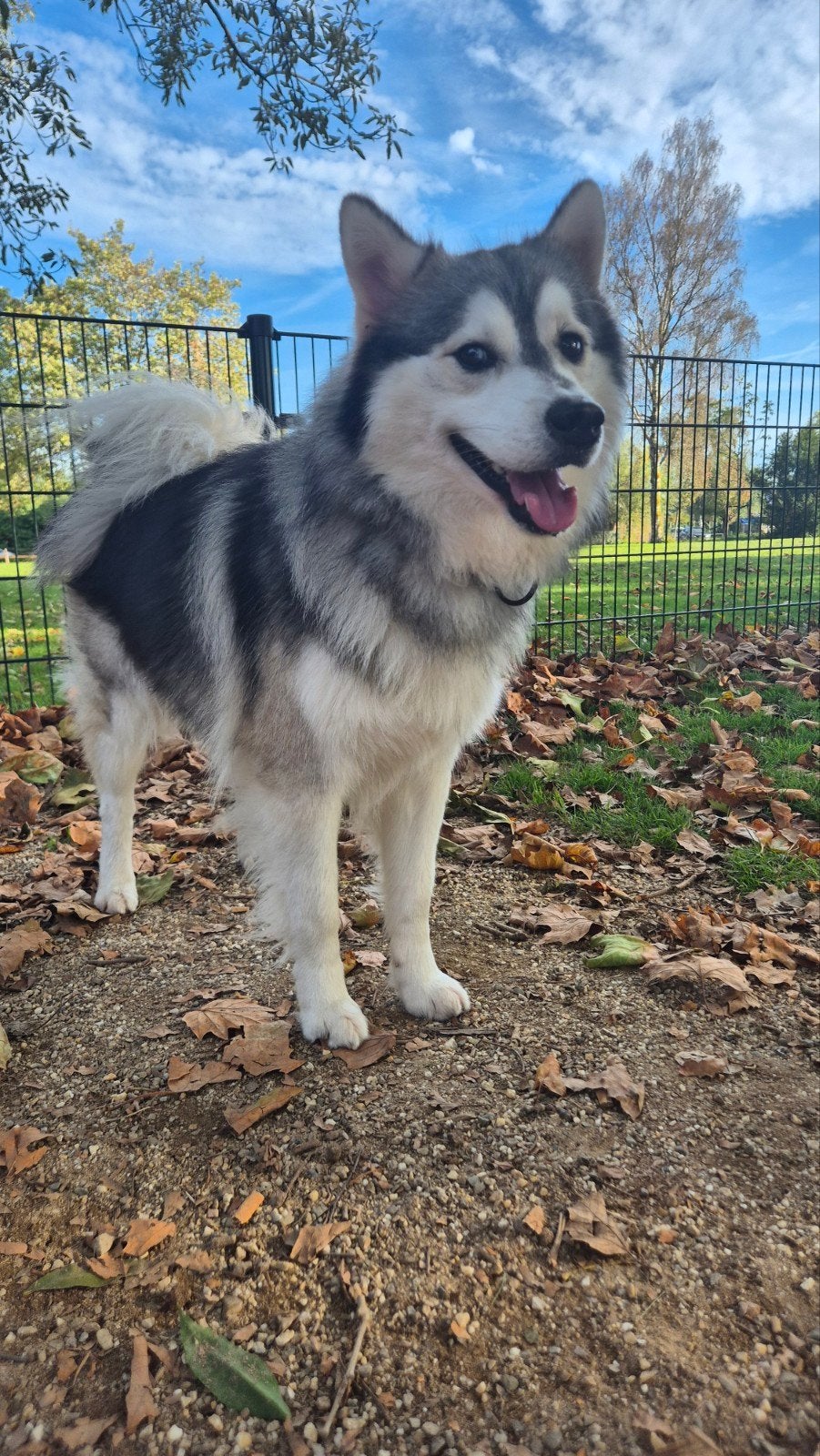 Te koop 2 jaar oude Mannelijke Pomsky!, Dieren en Toebehoren, Reu, 1 tot 2 jaar, Poolhond, Eén hond