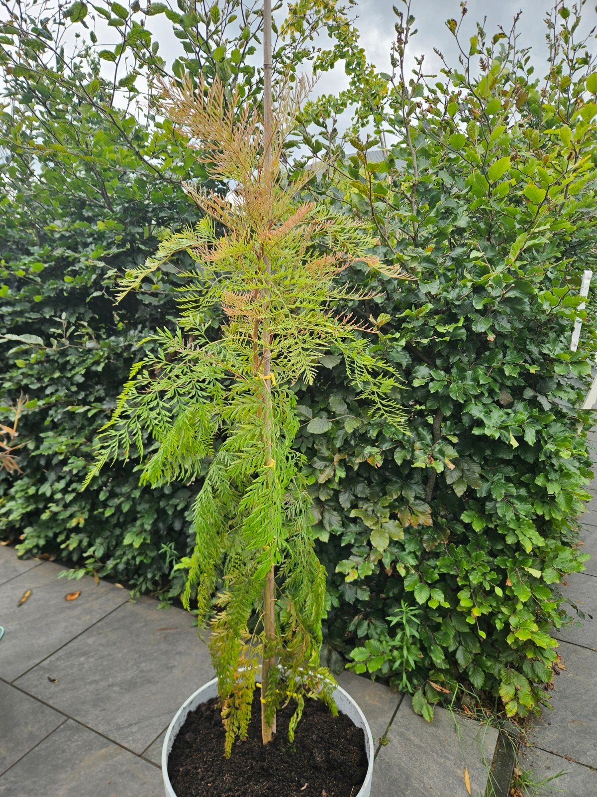 Grevillea 'Robusta - Australische zijde-eik, Tuin en Terras, Planten | Tuinplanten, Volle zon, Vaste plant, Zomer, Ophalen