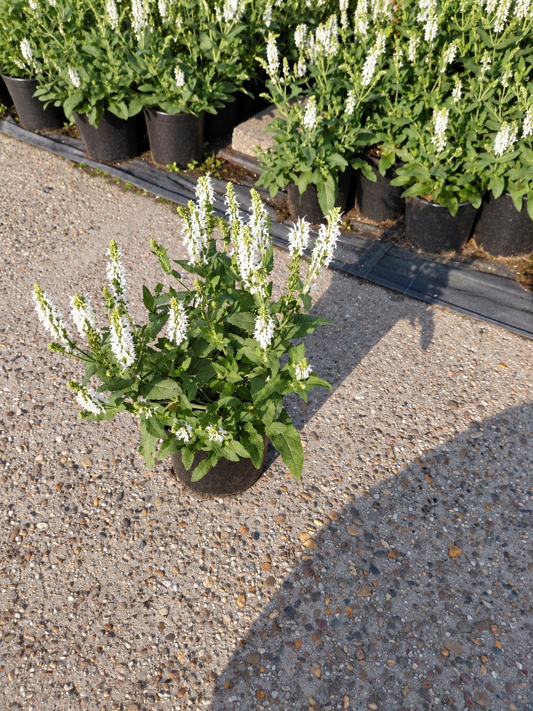 Salvia nemorosa 'Schneehügel' - Witte Salie 2 liter pot