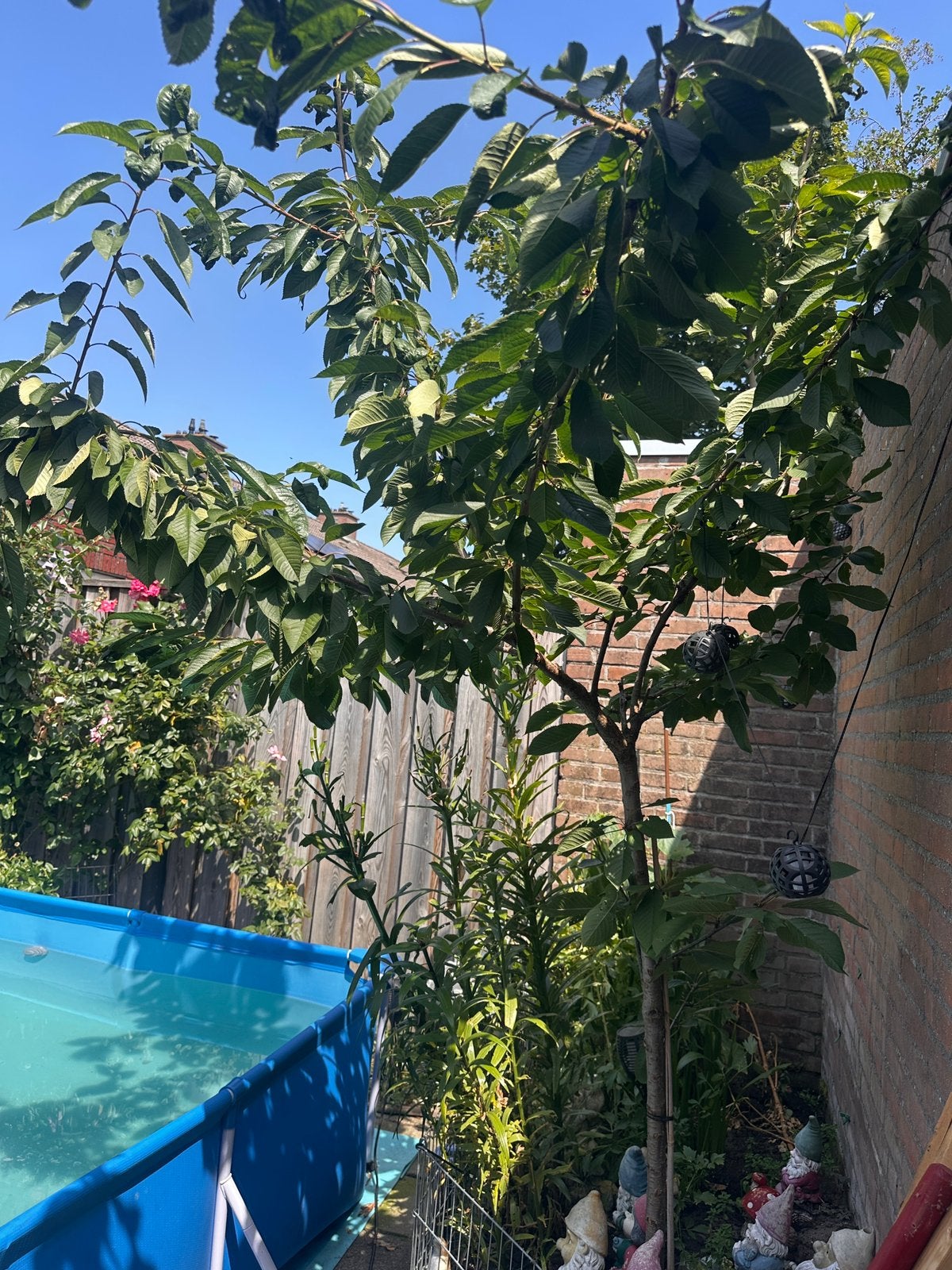 Kersenboom, Ophalen, Volle zon, Overige soorten