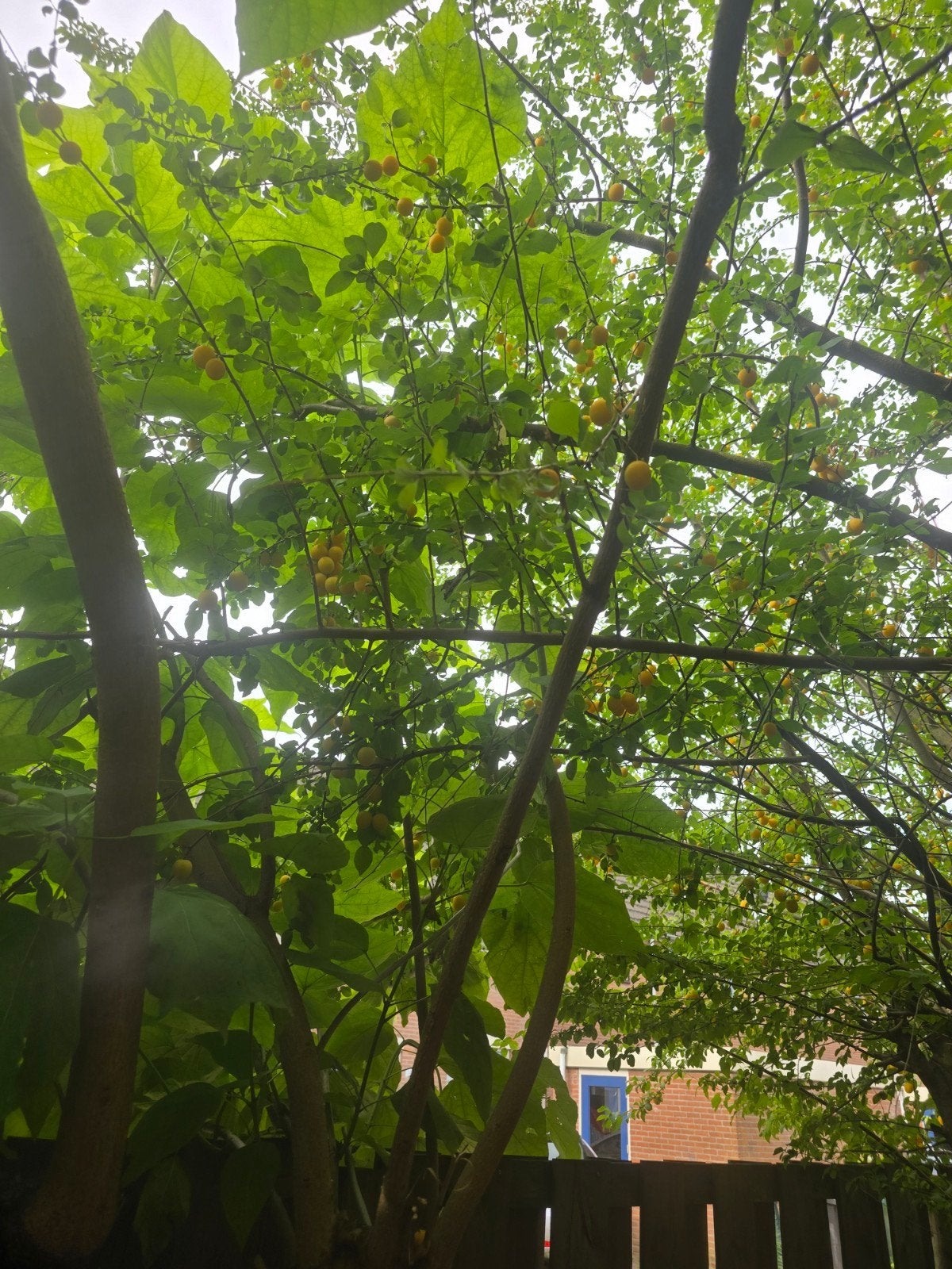 Fruitboom, Ophalen of Verzenden, Lente, Volle zon, Overige soorten