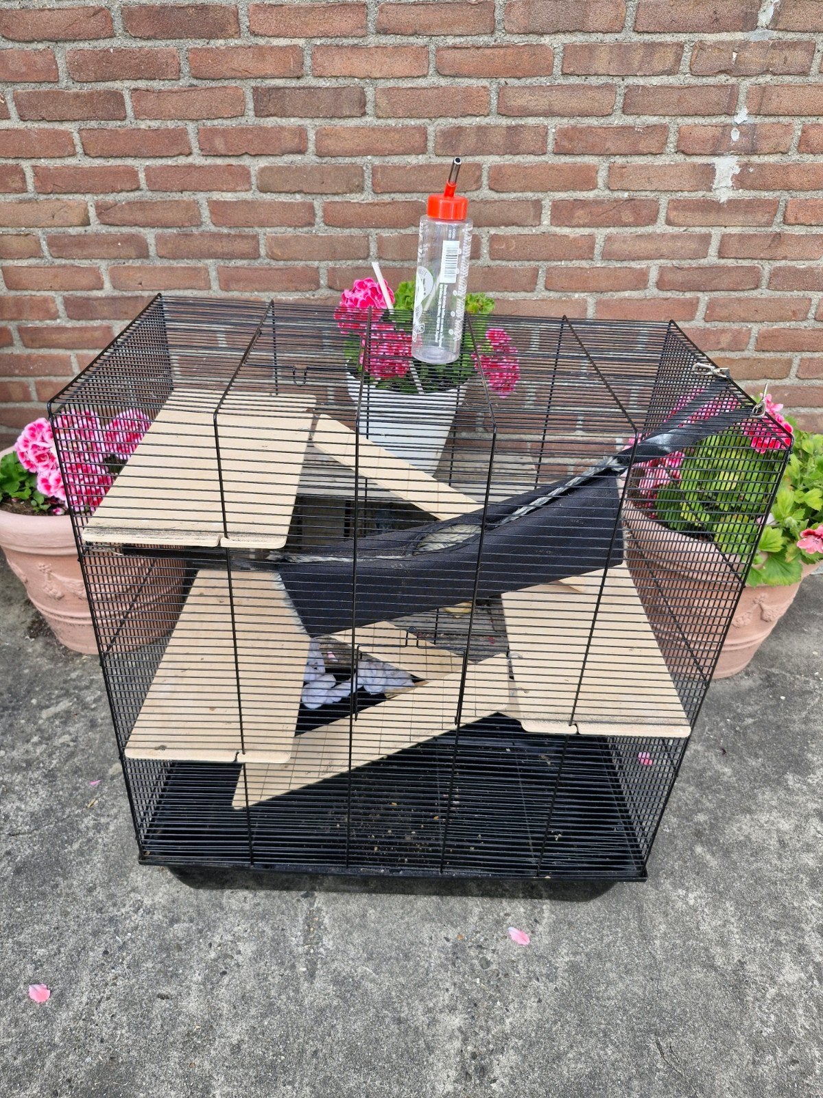 grote knaagdierkooi, Dieren en Toebehoren, Knaagdieren en Konijnen | Hokken en Kooien, Ophalen, Kooi, Minder dan 60 cm