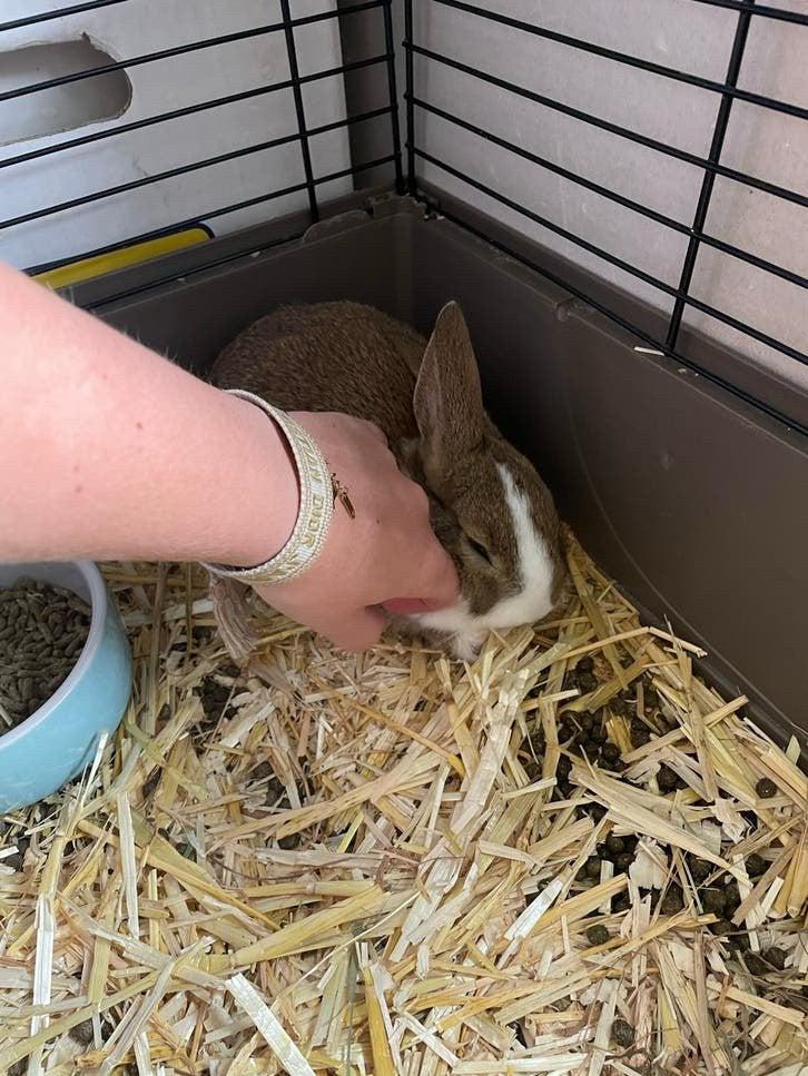 Lieve rustige en knuffelige voedster, Dieren en Toebehoren, Konijnen, Dwerg, Vrouwelijk, Hangoor