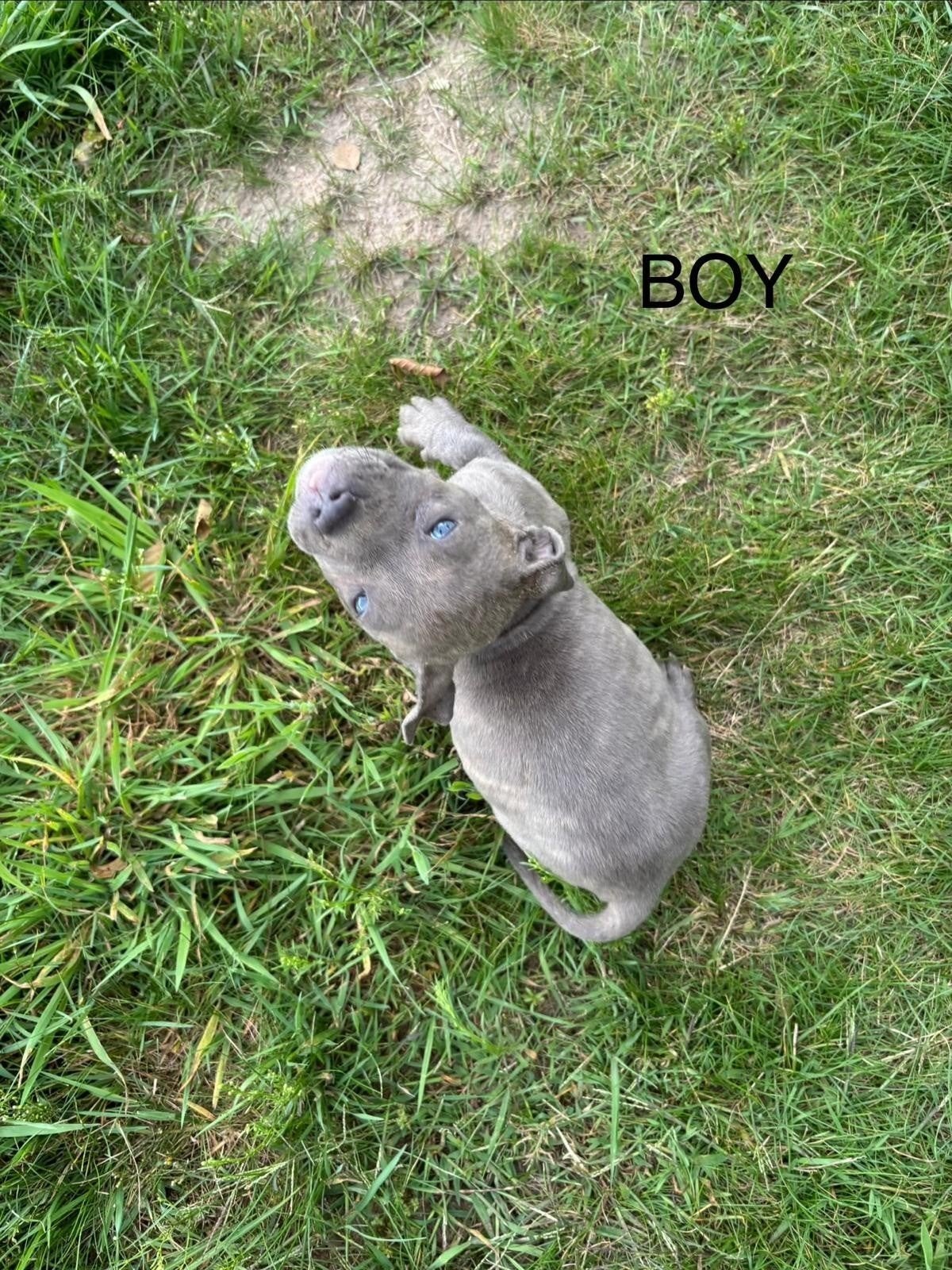 American Bully XL(Pupps) 1200, Dieren en Toebehoren, 8 tot 15 weken, Buitenland, Parvo, Bulldog