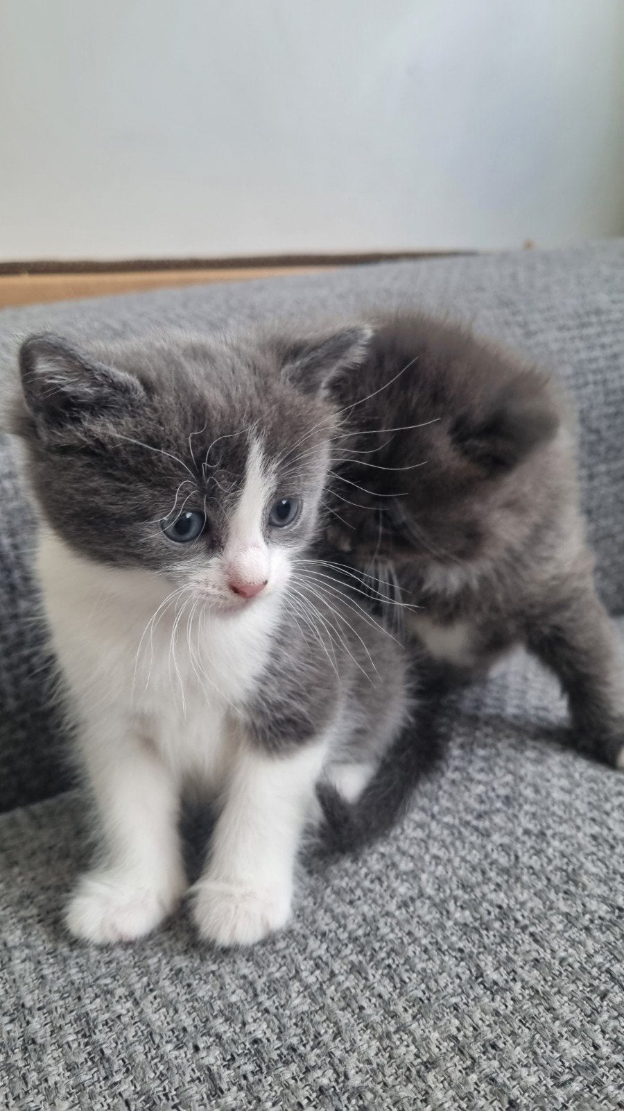 3 mannelijke en 1 vrouwelijke kittens, 4 weken oud., Dieren en Toebehoren, Kater