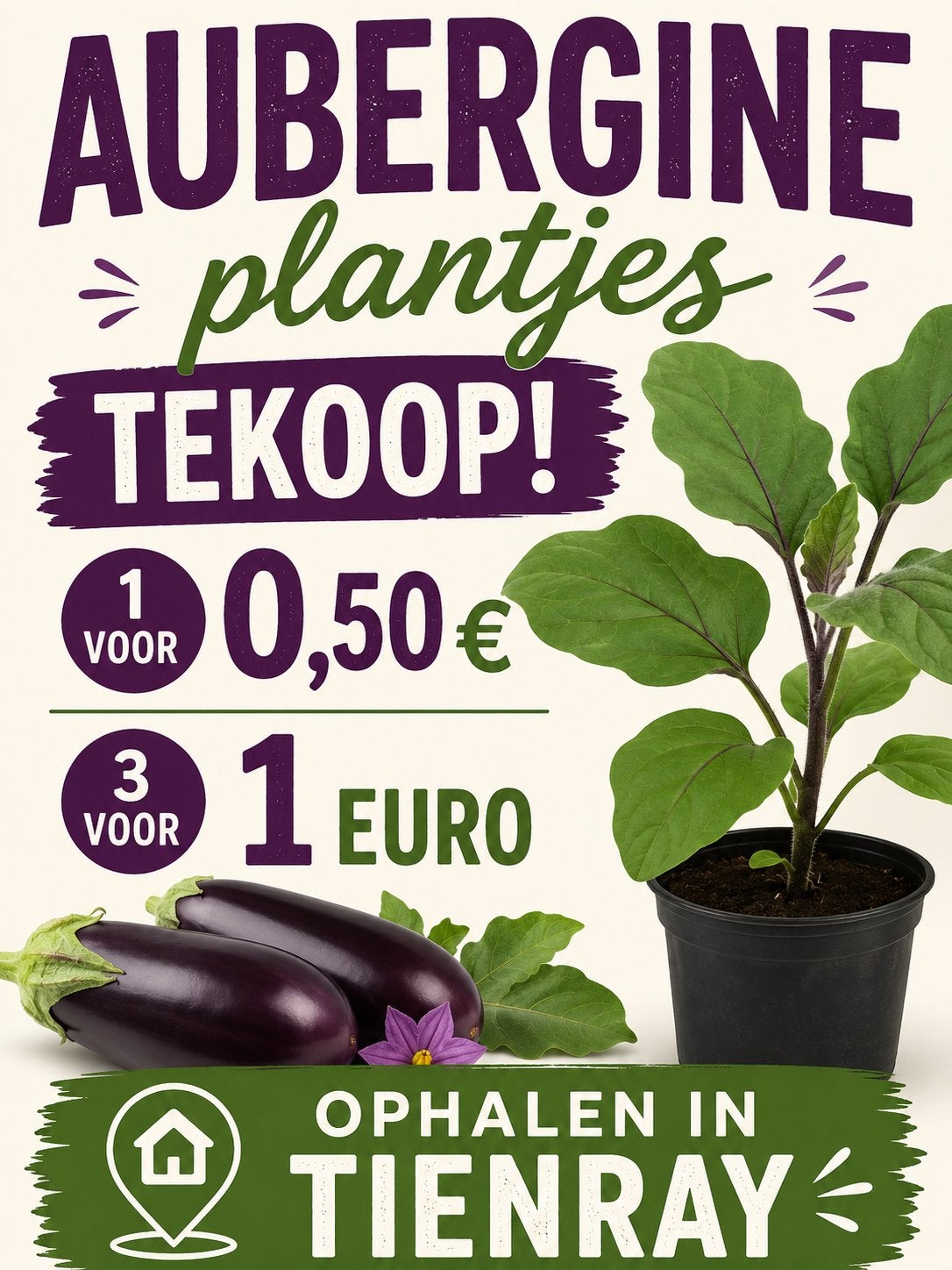 Aubergine plantjes, Ophalen, Volle zon, Groenteplanten, Eenjarig