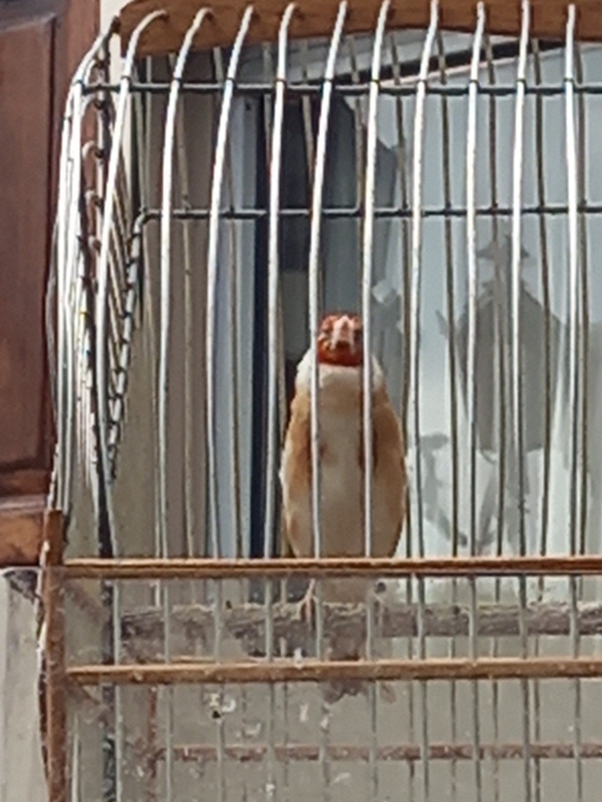 Bruine majoor putter man, Dieren en Toebehoren, Vogels | Overige Vogels, Mannelijk, Wildzangvogel