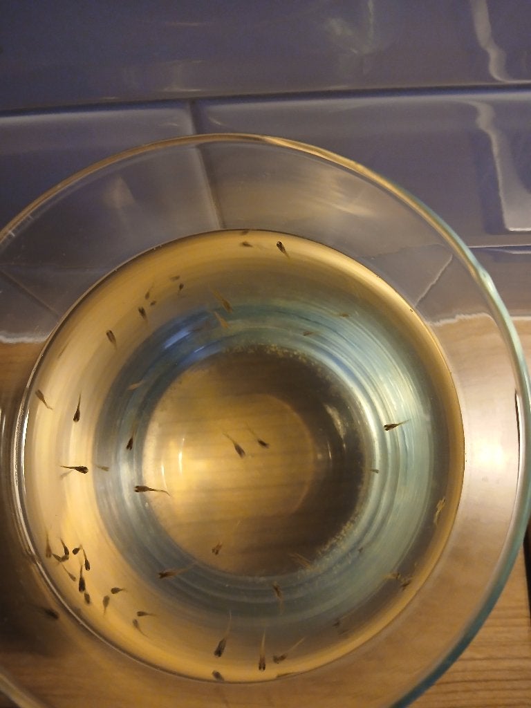 Babyguppies, Dieren en Toebehoren, Ophalen, Nieuw