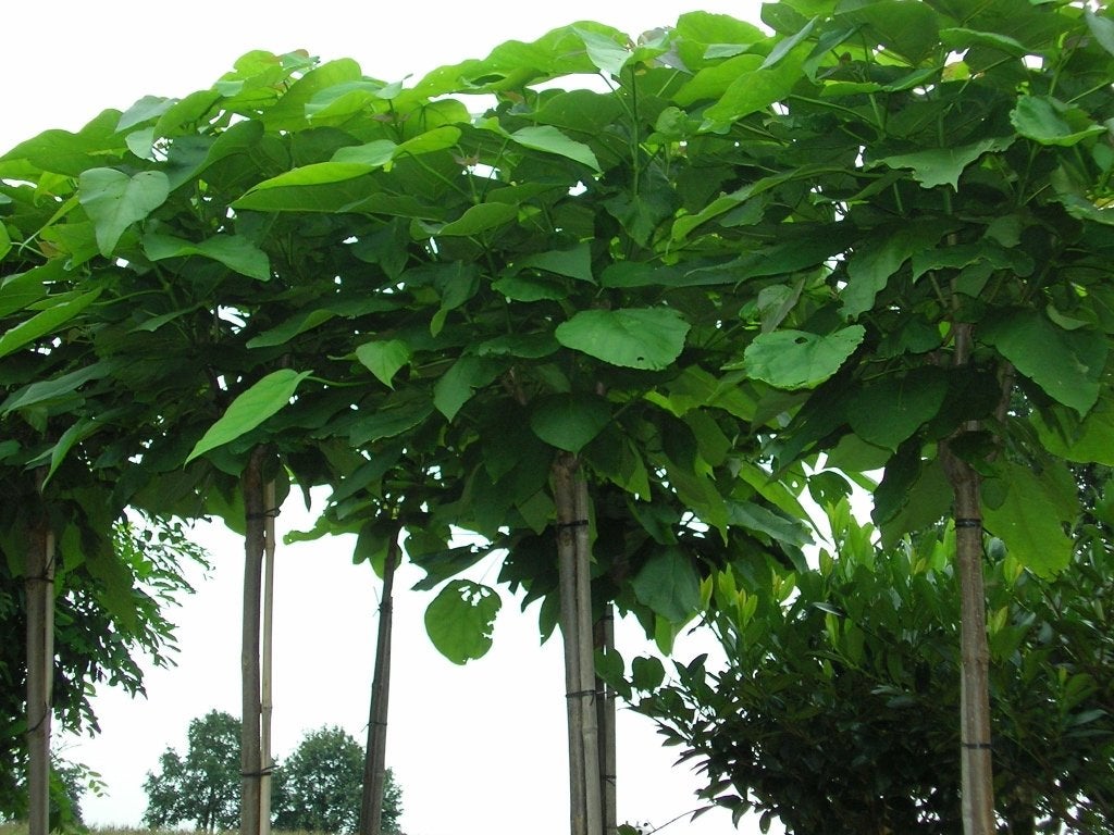 Catalpa in pot, Bloeit niet, Ophalen, Volle zon, In pot