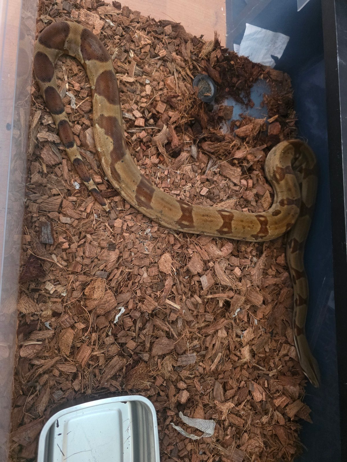 boa constrictor Boa Constrictor photo 5