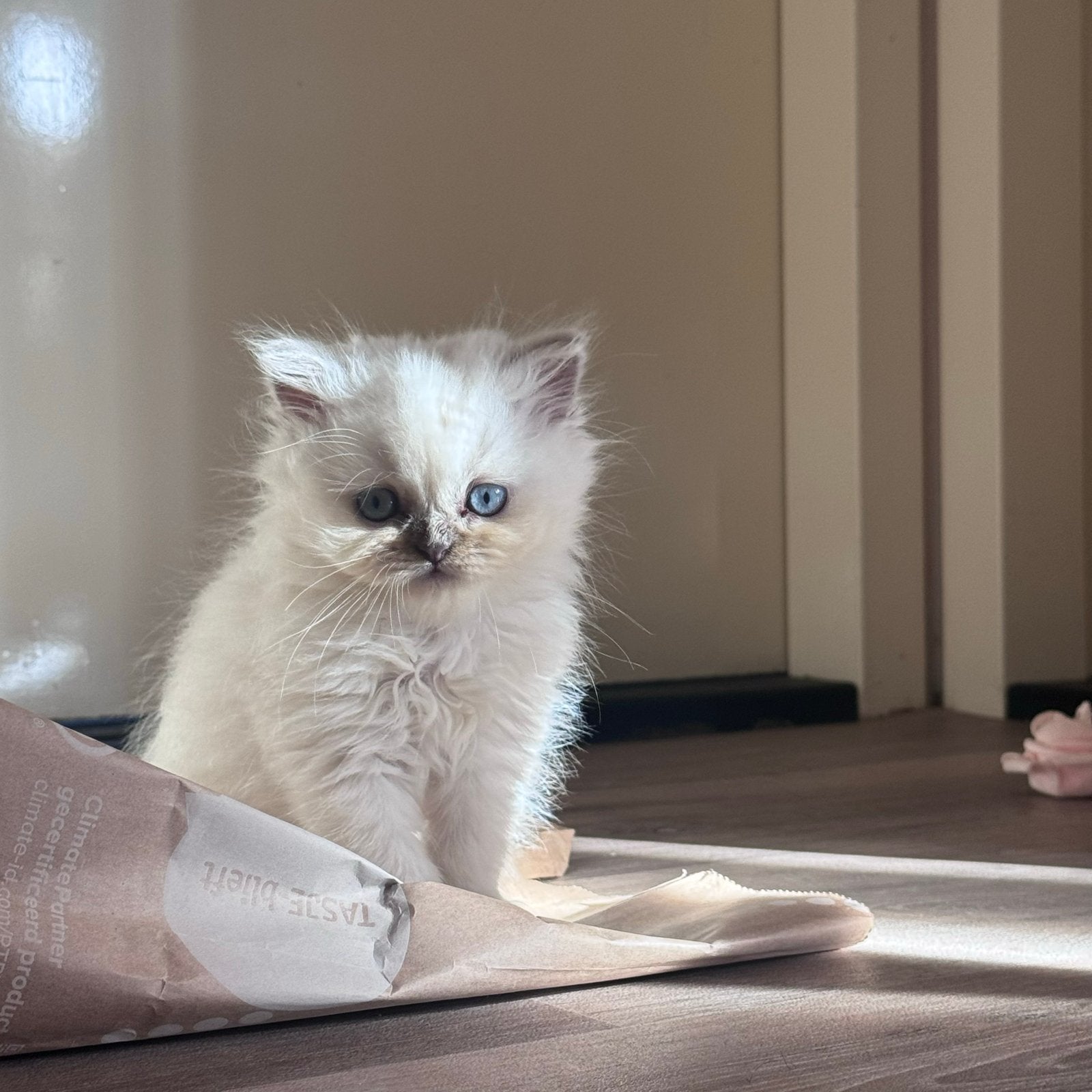kittens mix van Siamees en British Longhair, Meerdere dieren