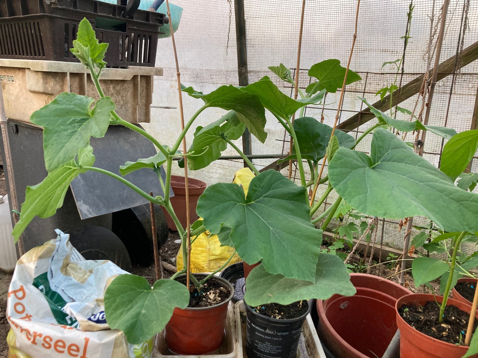 Fles en Hokaido pompoen plant, Ophalen, Zomer, Overige soorten, Volle zon