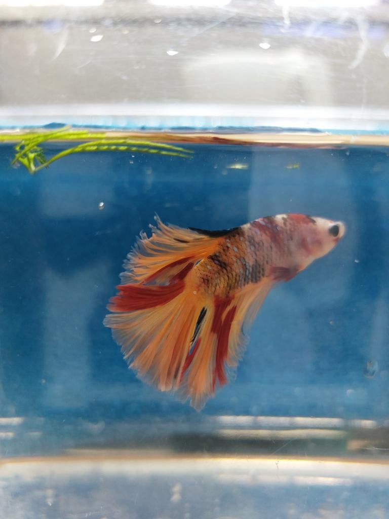 Betta, Vis