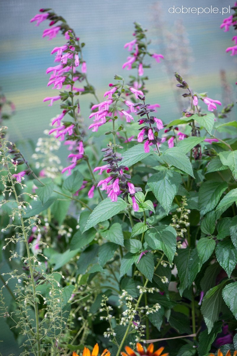 salvia pink amistad, Ophalen, Overige soorten, Volle zon