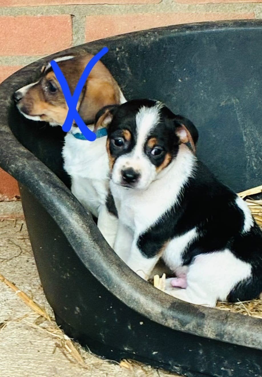 Prachtige boerenfox puppies, 8 tot 15 weken, Parvo, Eén hond, Nederland