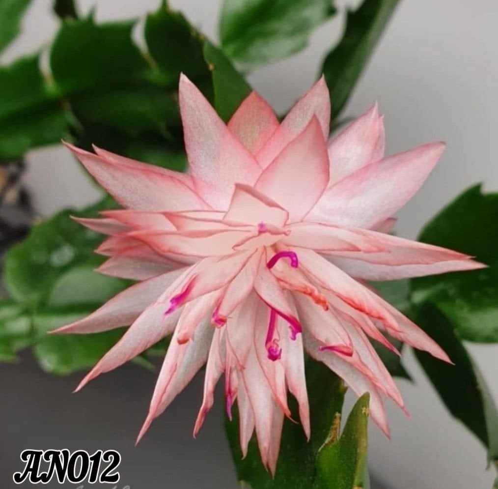 Schlumbergera AN-012 (double) stek ongeworteld, Verzenden, Halfschaduw, Minder dan 100 cm