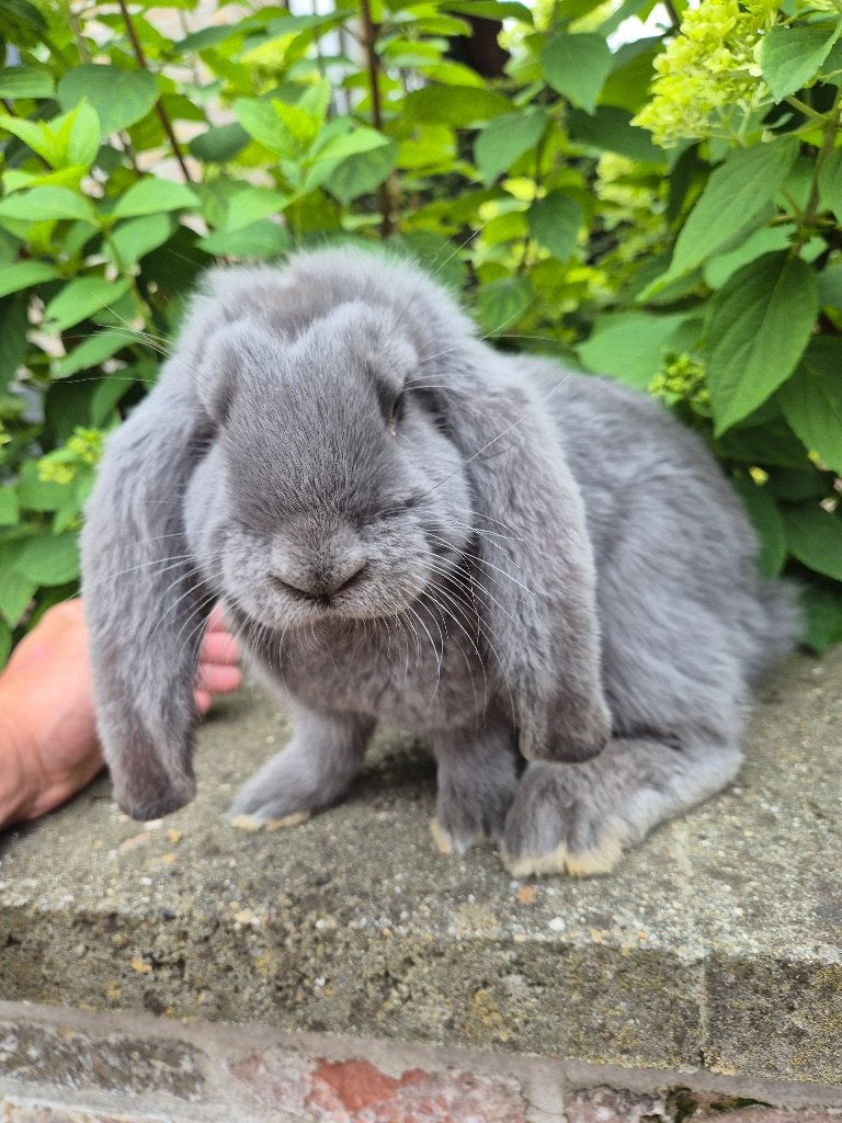 Franse hangoor blauw, Dieren en Toebehoren, Konijnen, Meerdere dieren, Groot, Hangoor, 0 tot 2 jaar