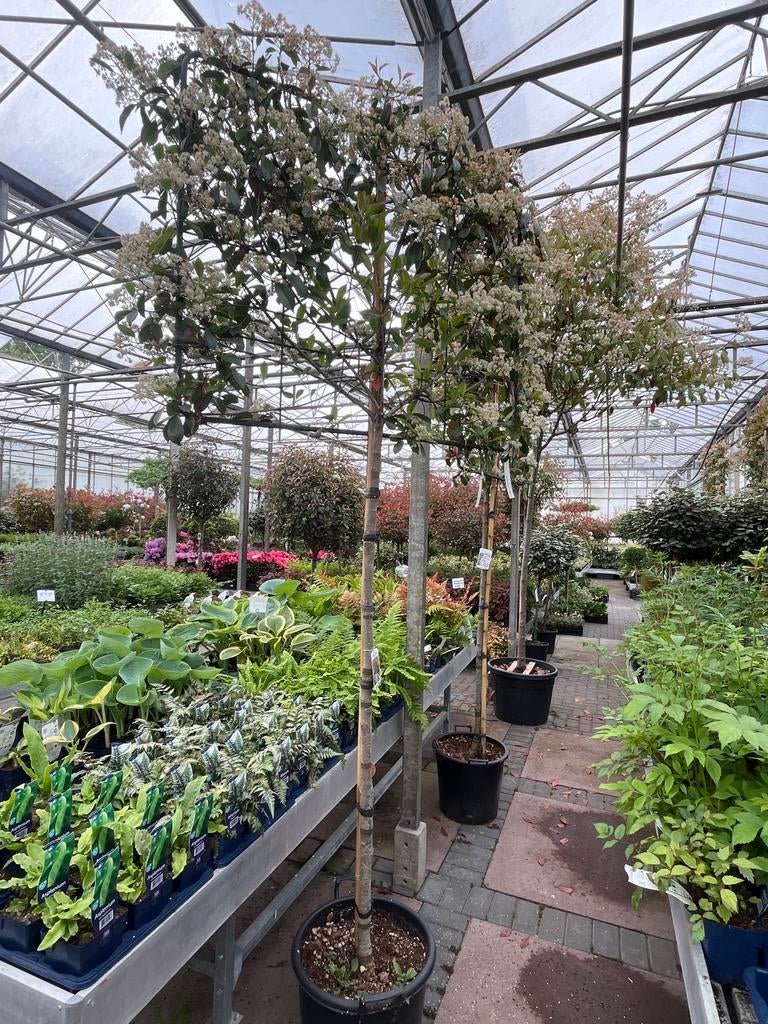 Photinia Fraseri Red Robin - Glansmispel €295, Tuin en Terras, Leiboom, Ophalen of Verzenden, Lente, 250 tot 400 cm