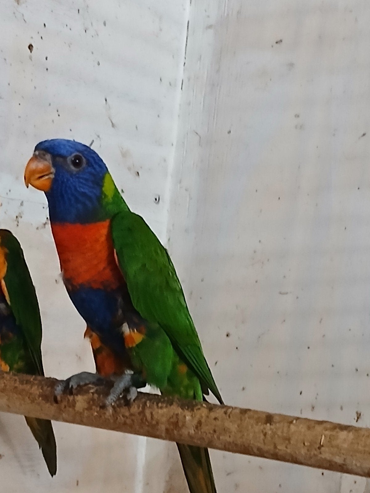 Mooi jonge lori van de blauwe bergen popje 2026
Mooi jong p, Vrouwelijk, Papegaai, Geringd