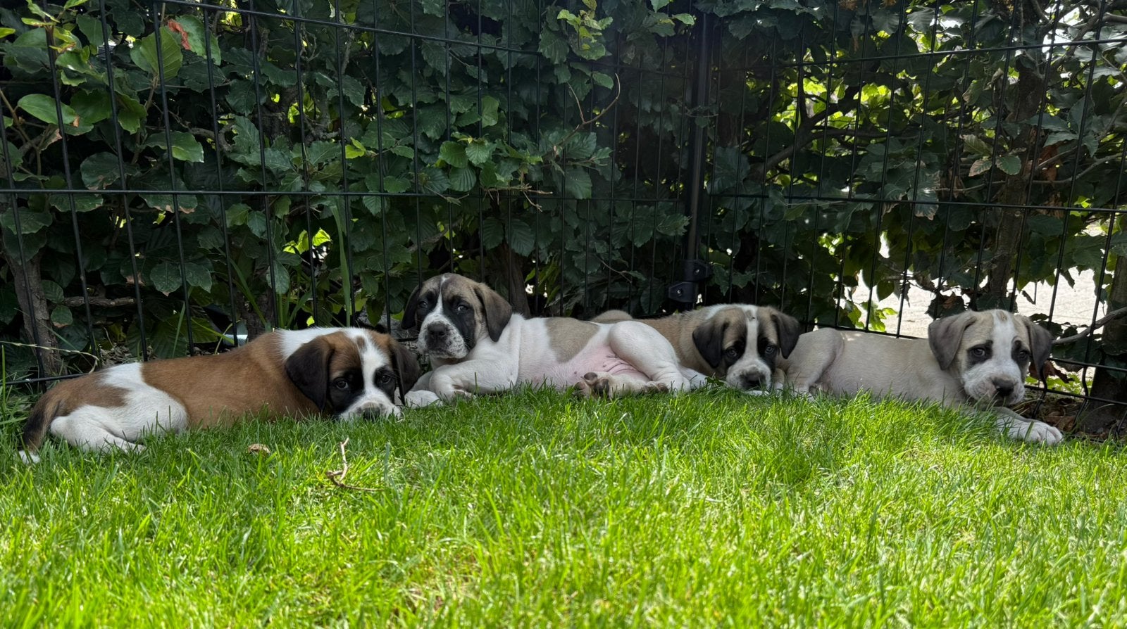 Ysterberg mastiff boerboel pups, Dieren en Toebehoren, Overige rassen, Meerdere, Meerdere dieren, Nederland