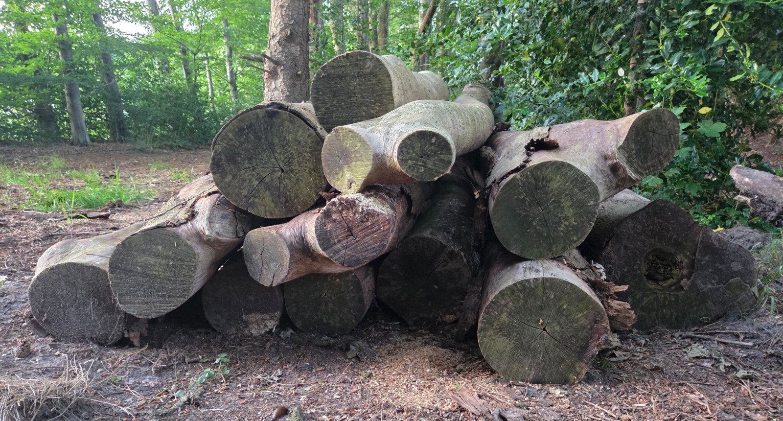 Haardhout / brandhout / kachelhout / stammen hout, Minder dan 3 m³, Ophalen, Stammen