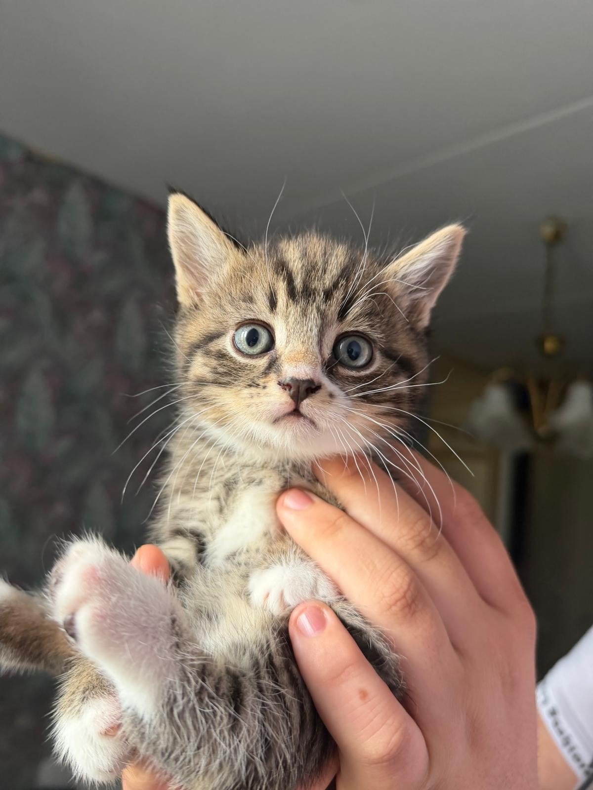 Mooie grijze kitten s, Dieren en Toebehoren, Katten en Kittens | Overige Katten, Kater
