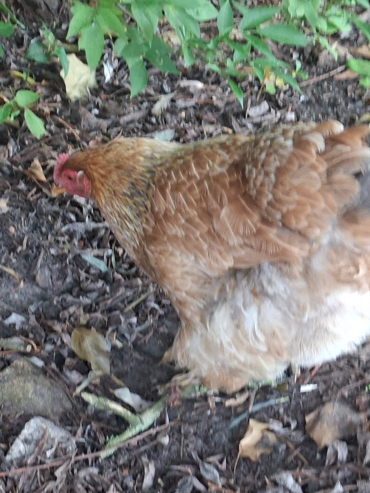 Cochin/Orpington kruising, Dieren en Toebehoren, Pluimvee, Vrouwelijk, Kip