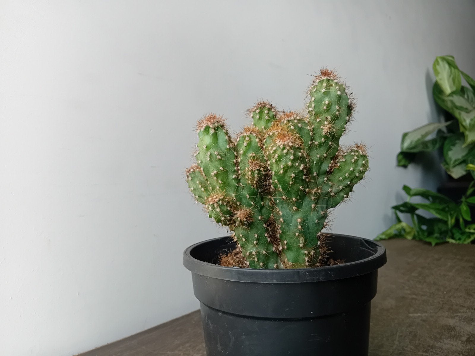 Cactus 20cm, Ophalen, Minder dan 100 cm, In pot, Cactus
