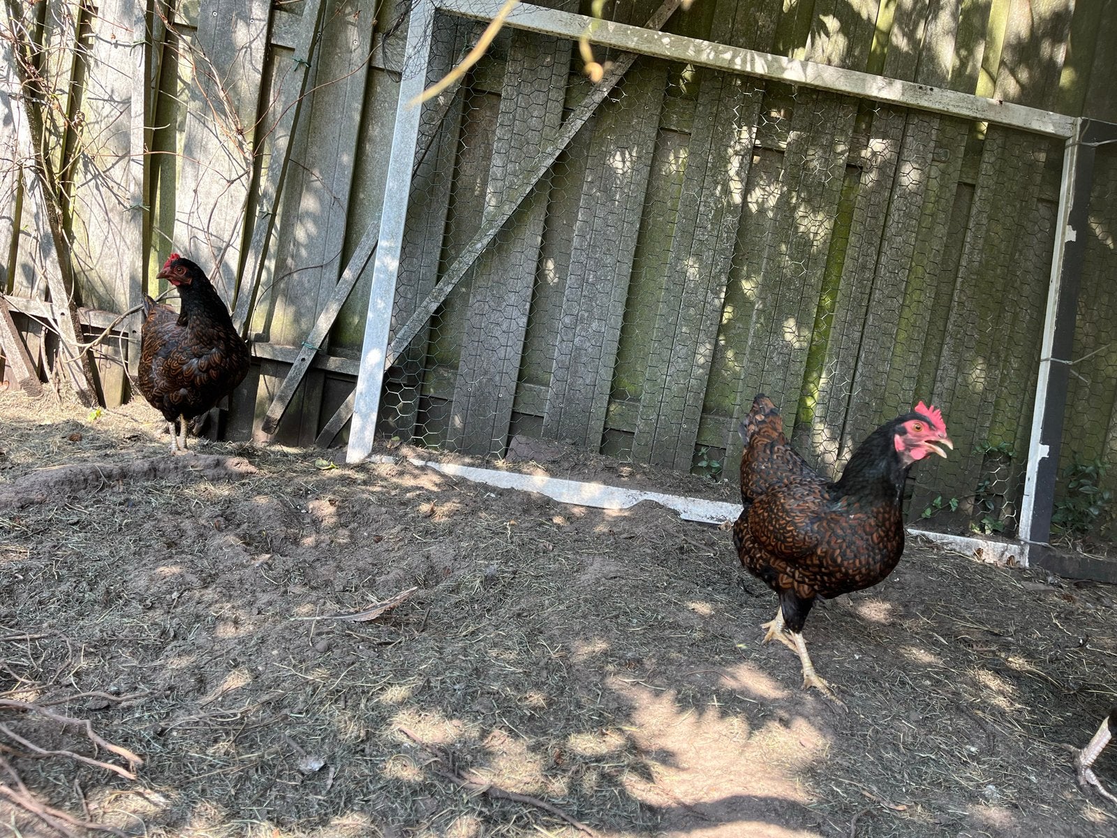Barnevelder kriel hennen, Dieren en Toebehoren, Vrouwelijk, Kip