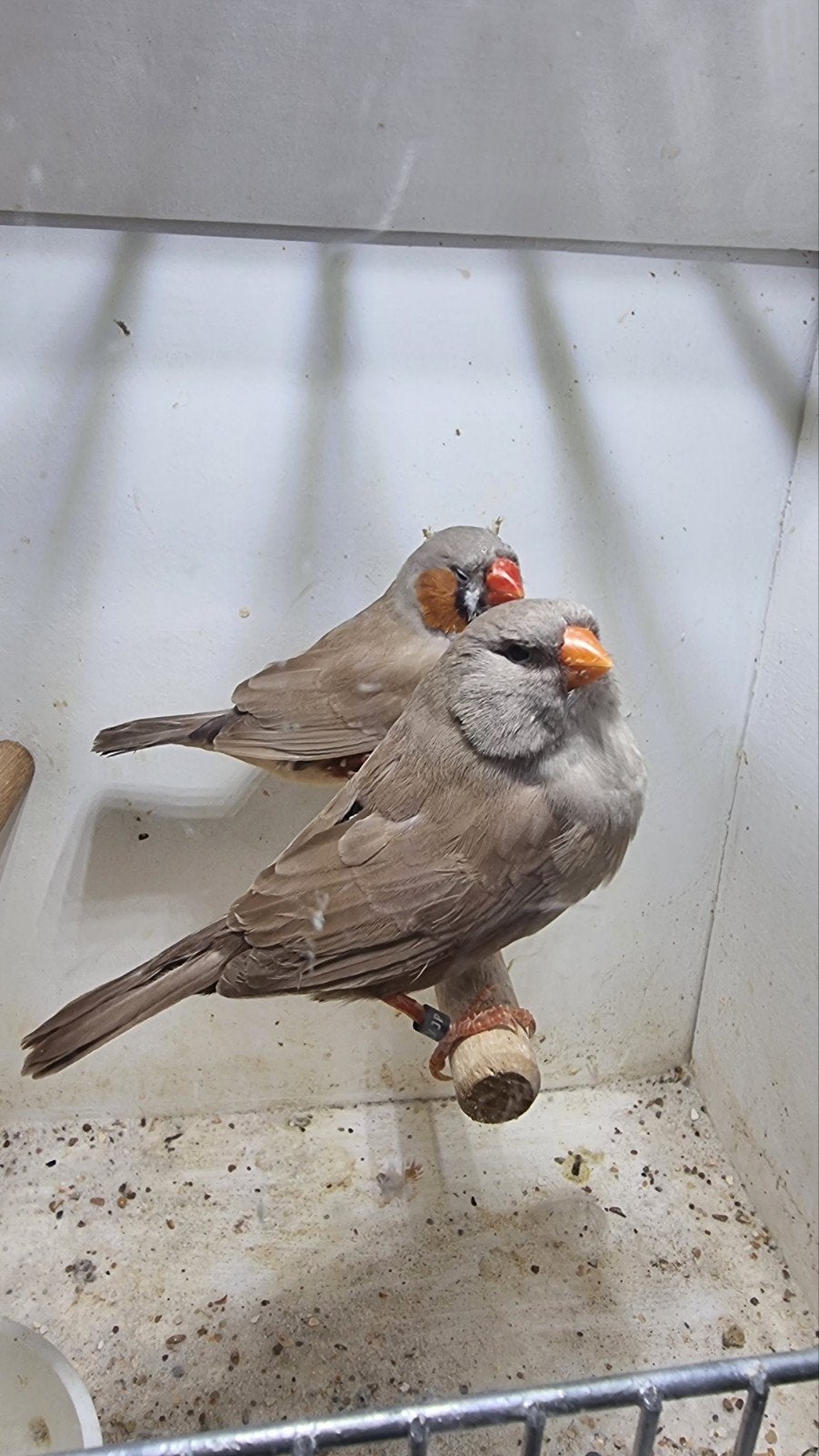 te koop koppel charcoal bruin, Meerdere dieren