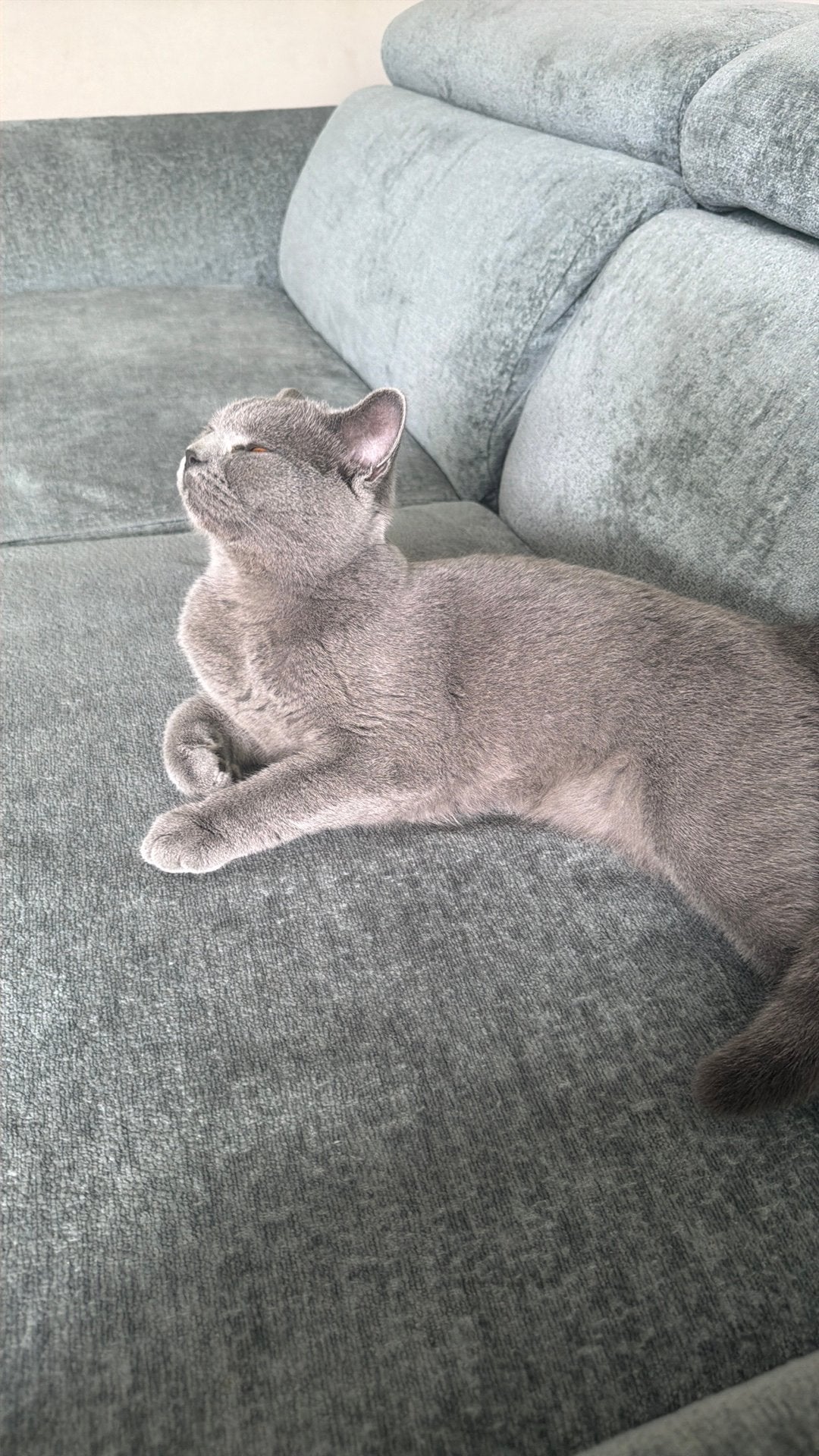 Grijze Britse korthaar, Dieren en Toebehoren, Kater, Gechipt, 0 tot 2 jaar