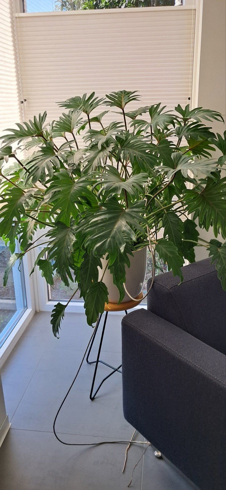 Philodendron xanadu, groot, voor bedrijf, school of kantoor, Ophalen, In pot, Halfschaduw, Minder dan 100 cm
