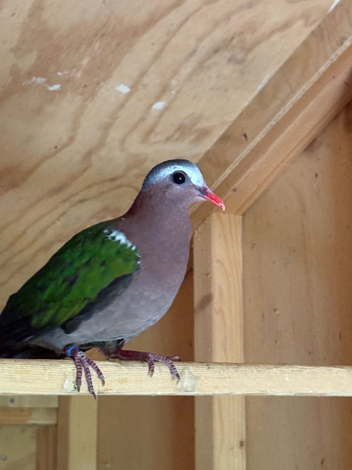 Groenvleugelduif doffer 2024, Dieren en Toebehoren, Vogels | Overige Vogels, Mannelijk