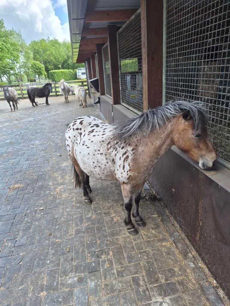 Mooie drachtige Appaloosa stamboek merrie, Dieren en Toebehoren, Merrie, A pony (tot 1.17m)
