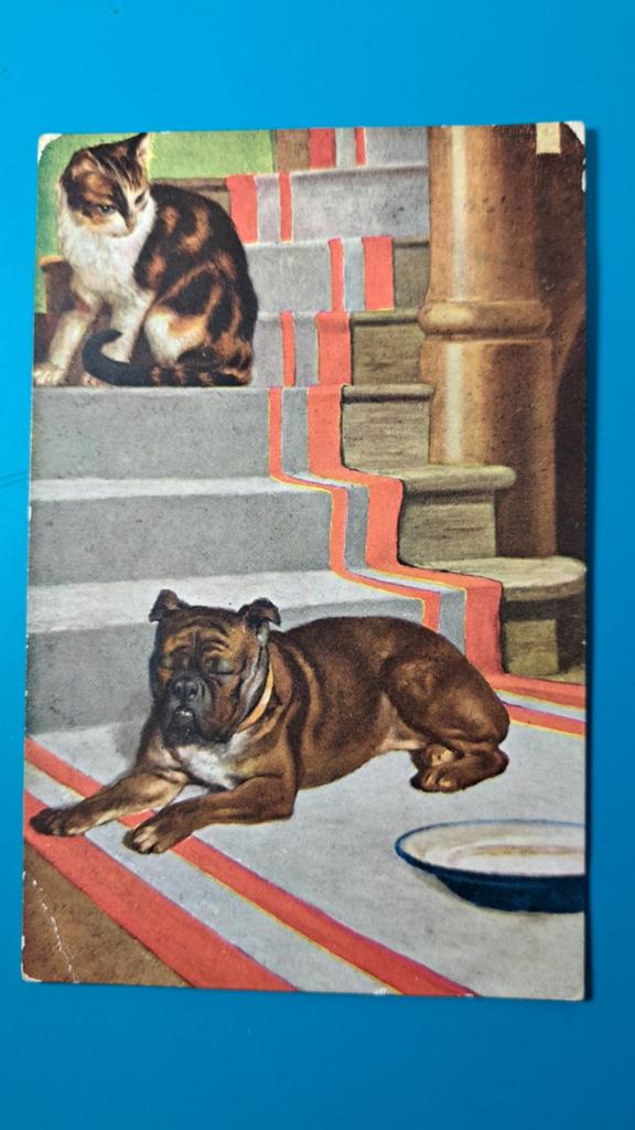 Kat poes hond boxer - 1909, Ophalen of Verzenden, Voor 1920, Gelopen, Hond of Kat