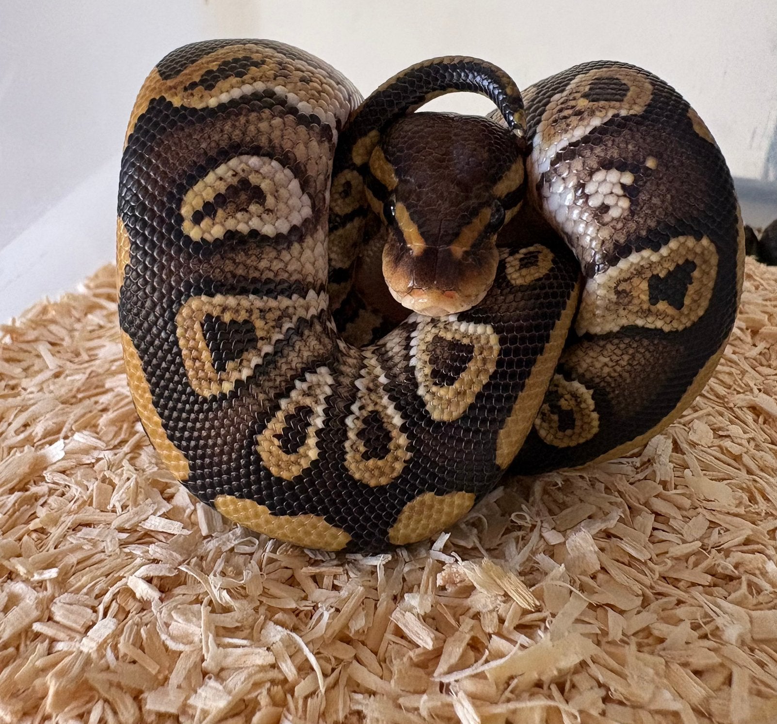 Phantom Red Stripe het clown vrouw koningspython ballpython Ball Python photo 2