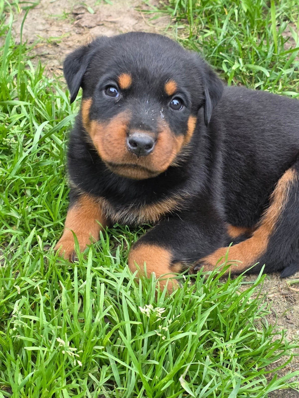 Rotweiler pups te koop!, Dieren en Toebehoren, CDV (hondenziekte), 8 tot 15 weken, Meerdere, Meerdere dieren