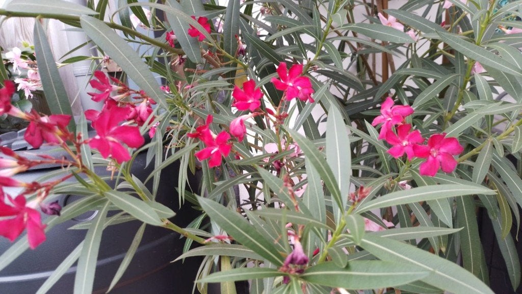 Rode Oleander, Volle zon, Vaste plant, Zomer, Ophalen