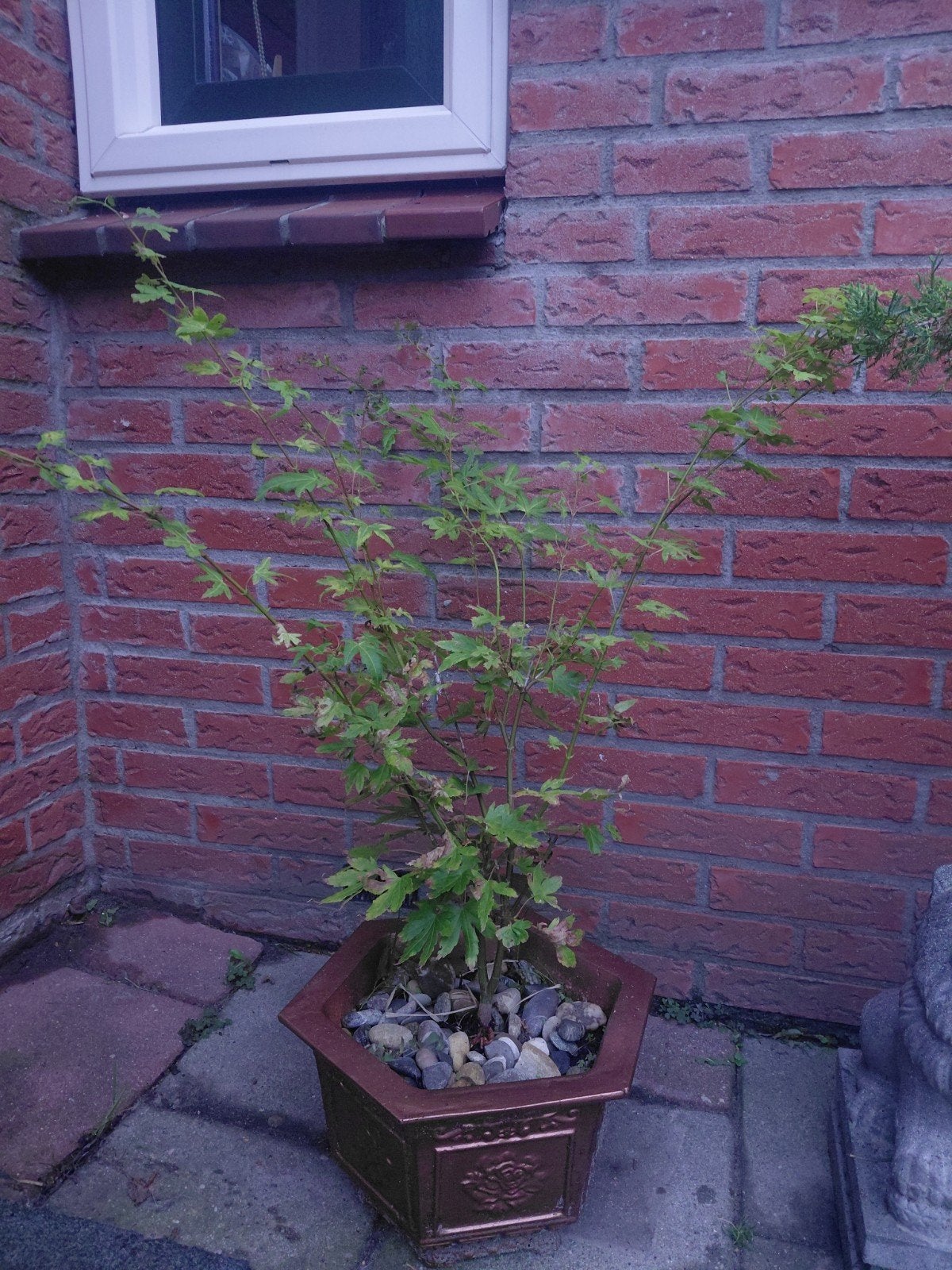 Acer palmatum 'Going Green' in stevige betonpot, Vaste plant, Bloeit niet, Halfschaduw, Ophalen