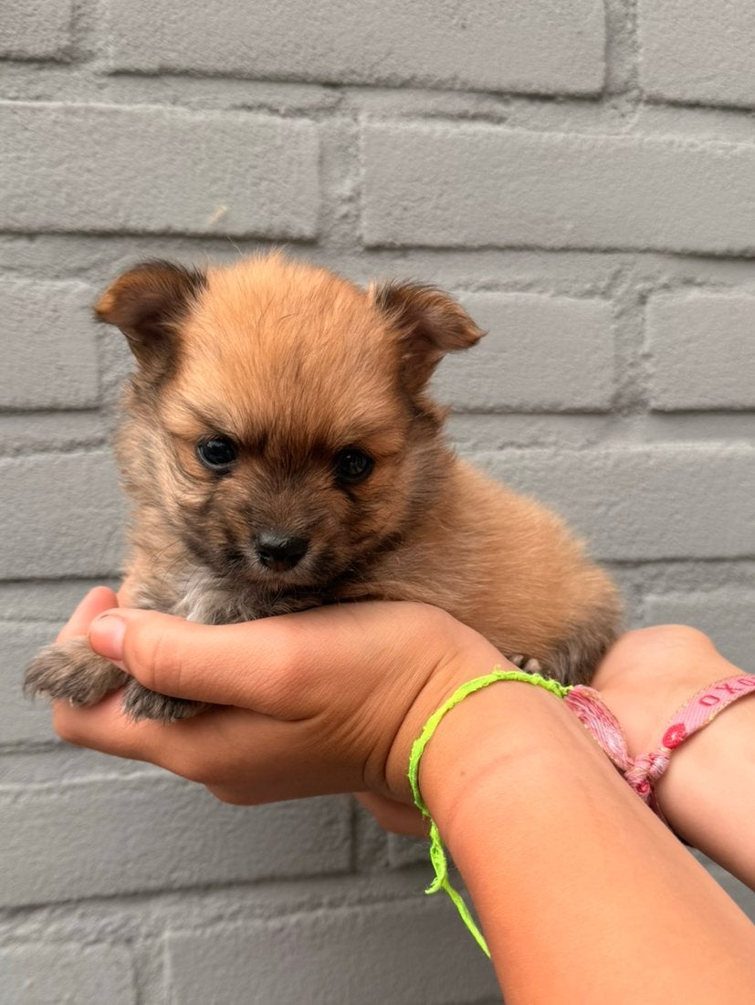 Pomchi puppy Pomeriaan x Chihuahua, Dieren en Toebehoren, Honden | Chihuahua's en Gezelschapshonden, Parvo, Overige rassen, 8 tot 15 weken