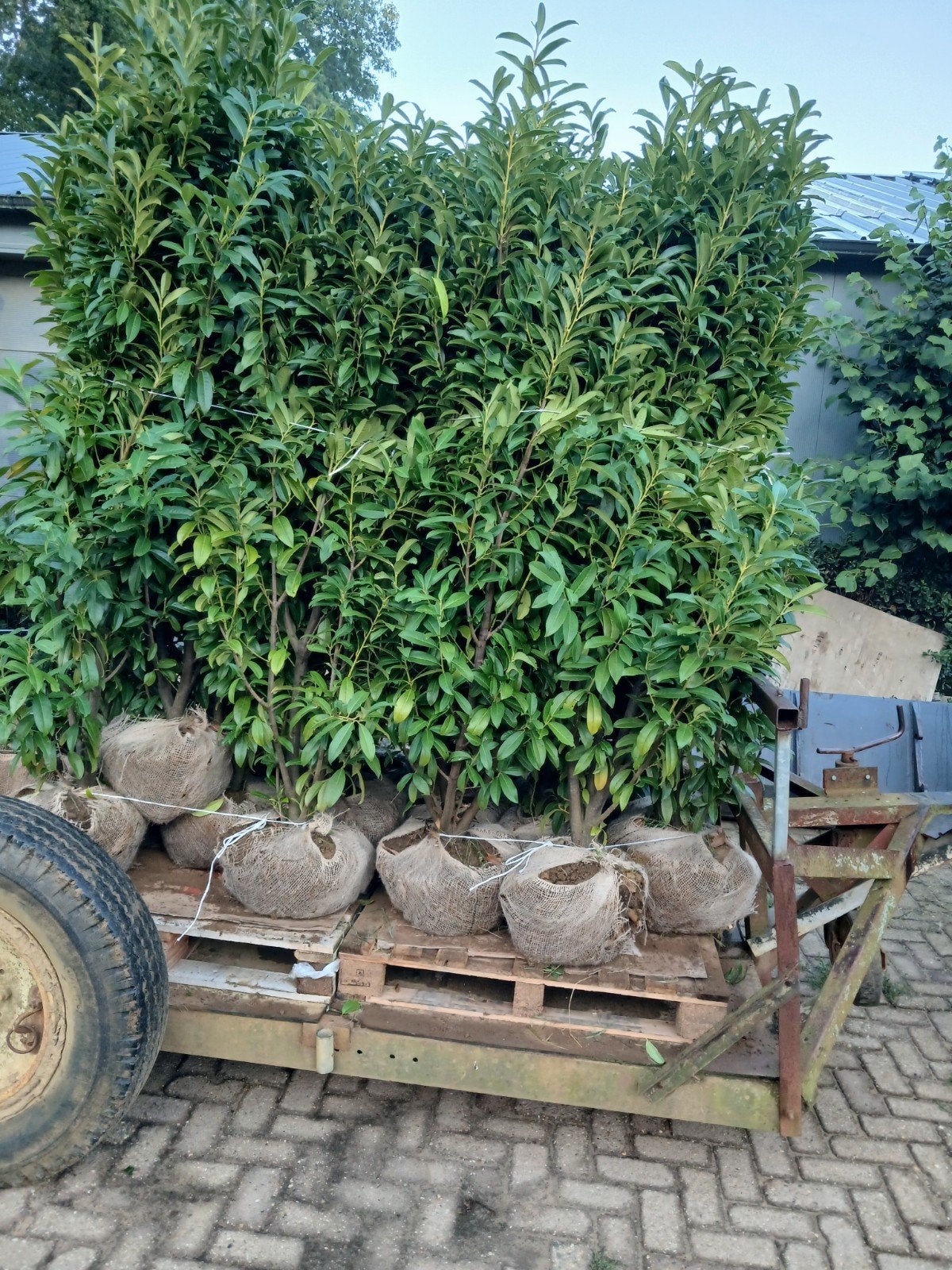 Prunus Laurocerasus 'Genolia' - Smalle Laurierhaag, Tuin en Terras, Ophalen, Laurier, Haag, 100 tot 250 cm