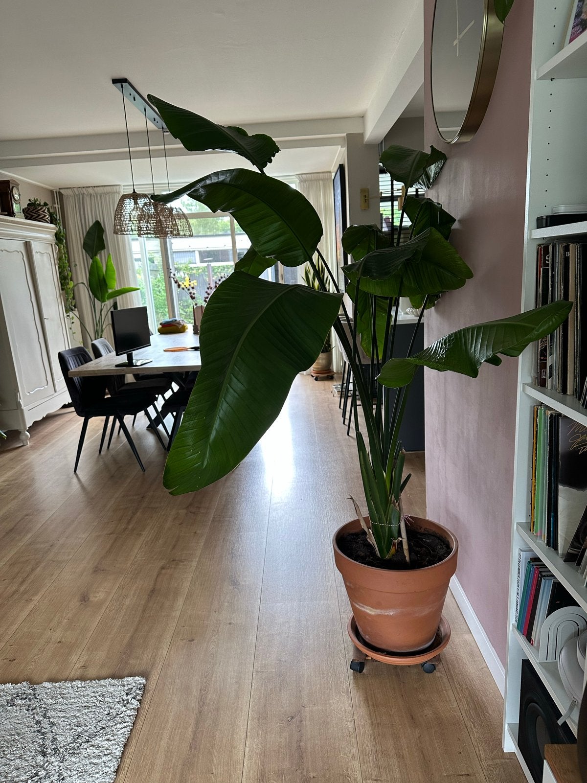 Grote Strelitzia Nicolai (Paradijsvogelplant), Huis en Inrichting, Kamerplanten, Ophalen, 200 cm of meer, Overige soorten, In pot