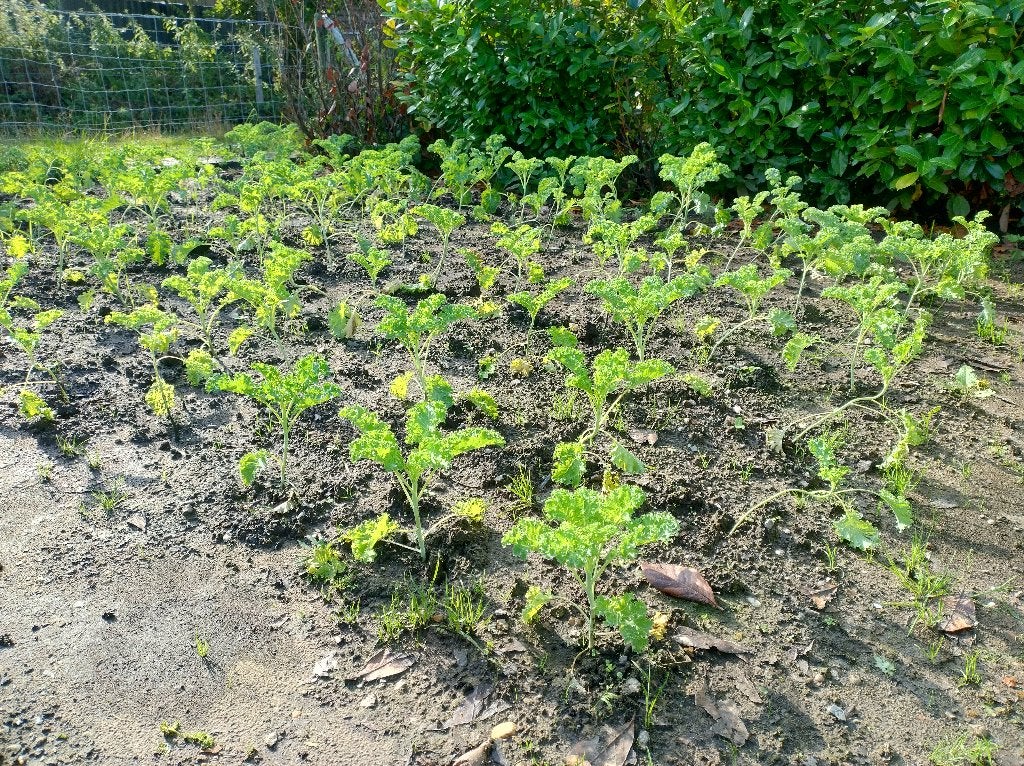 Boerenkoolplantjes, Ophalen of Verzenden, Overige soorten, Volle zon