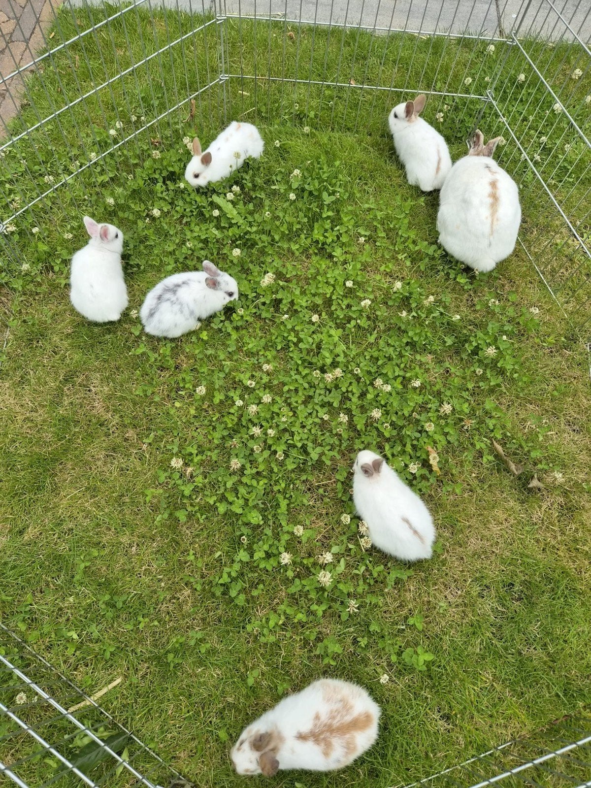 Jonge konijntjes te koop, Dieren en Toebehoren, Konijnen, Dwerg, Meerdere dieren, 0 tot 2 jaar
