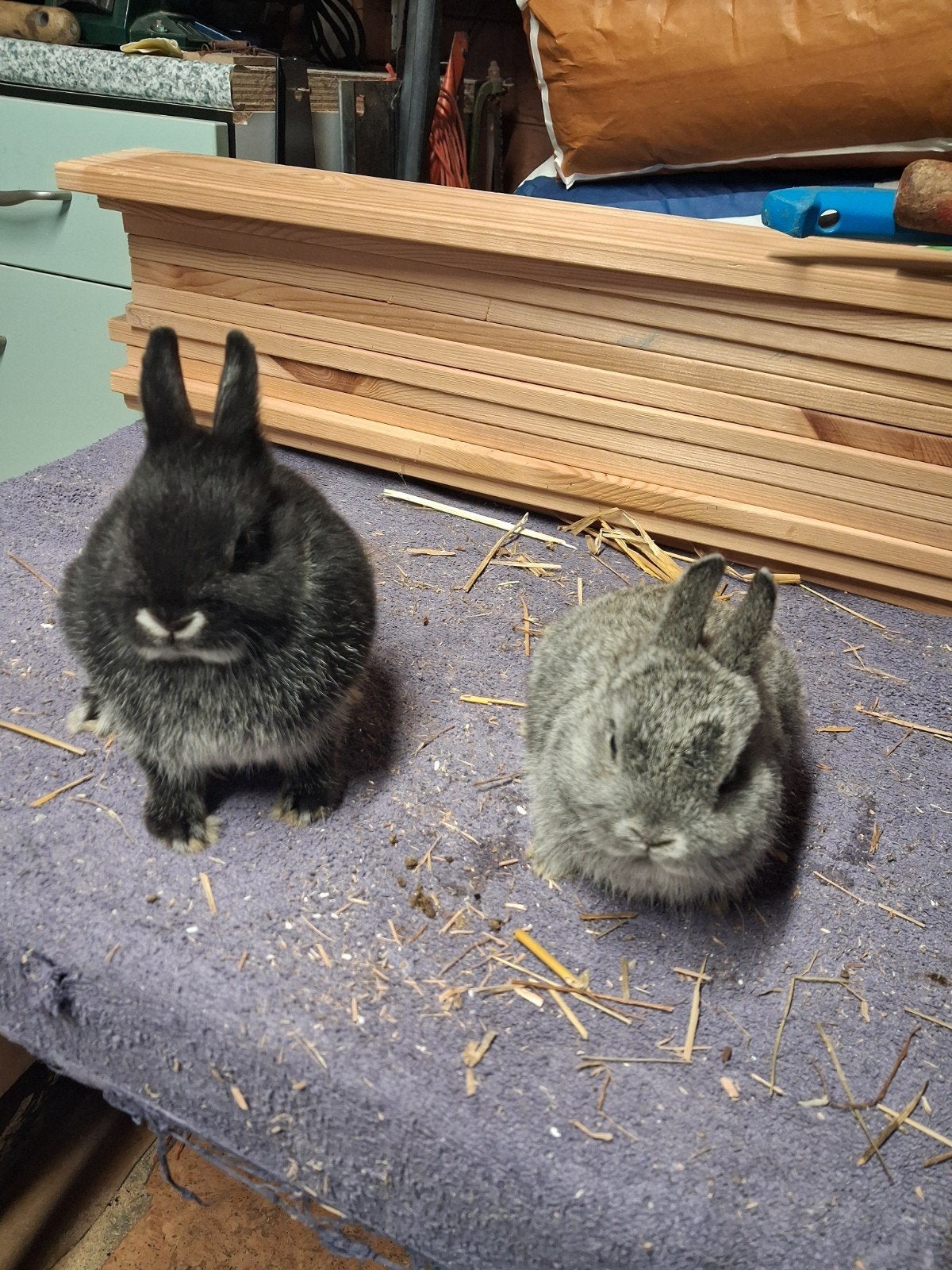 Dwergkonijnen, Meerdere dieren, Dwerg, 0 tot 2 jaar