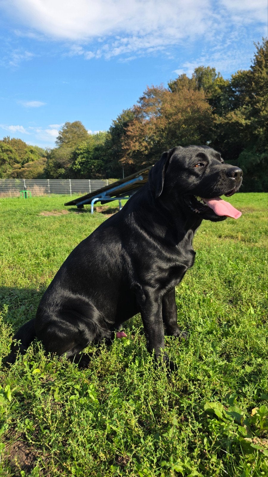 dekreu zwarte labrador met stamboom aangeboden, Dieren en Toebehoren, Reu, 1 tot 2 jaar, Eén hond, Nederland
