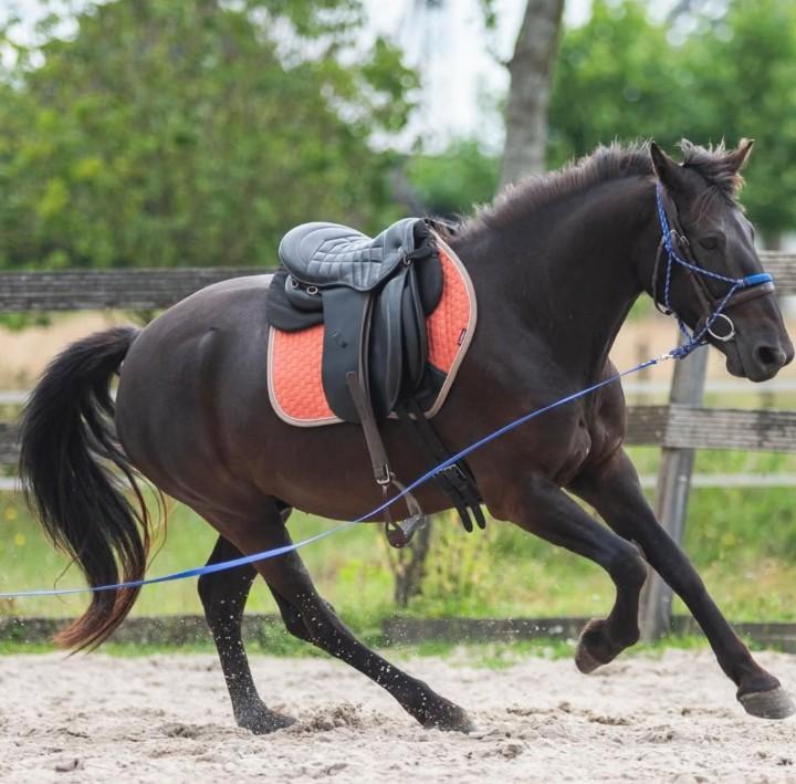 Plek voor pony beleren, Weidegang, 2 of 3 paarden of pony's