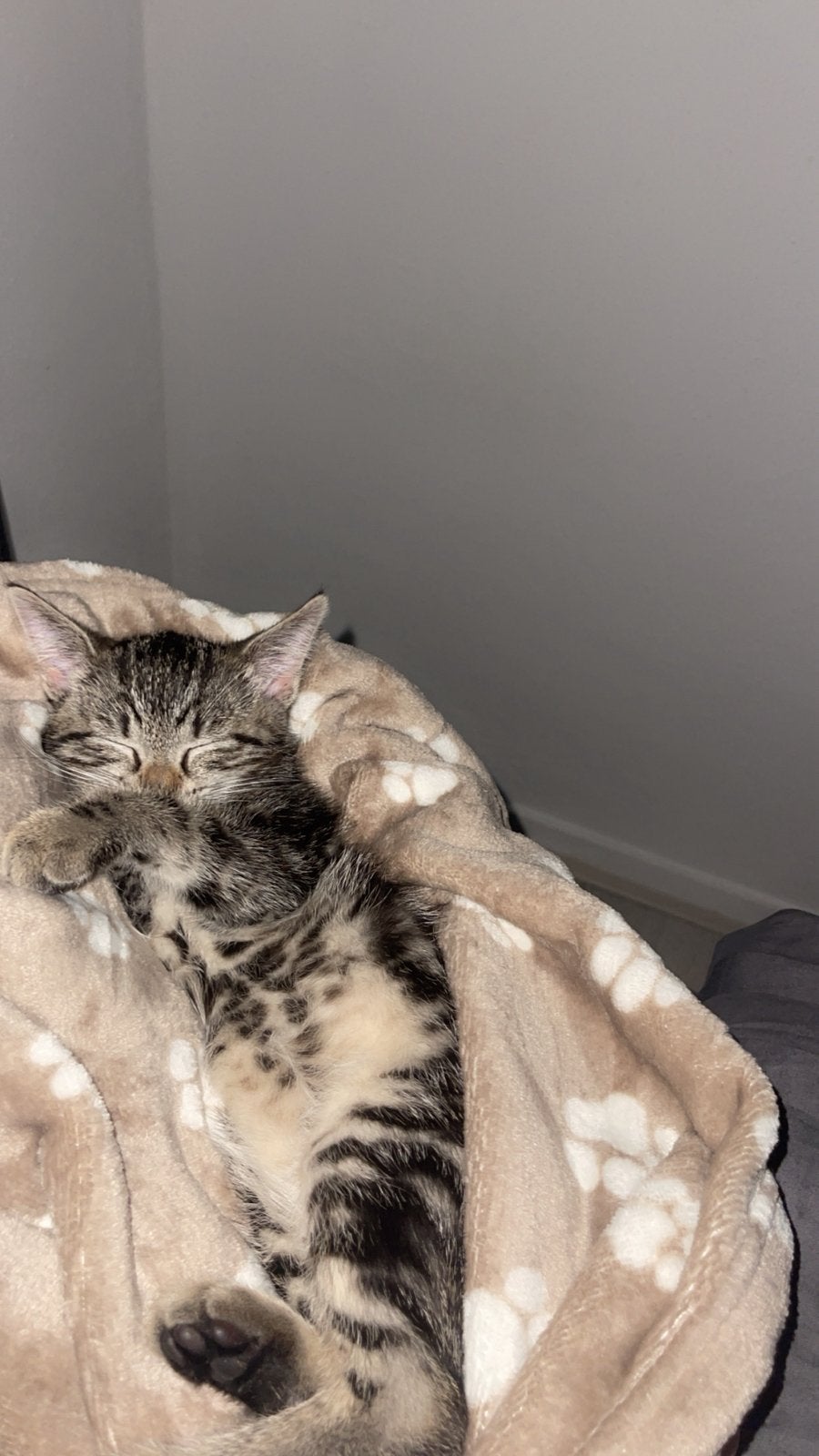 Kitten te koop, Dieren en Toebehoren, Katten en Kittens | Raskatten | Korthaar, Poes
